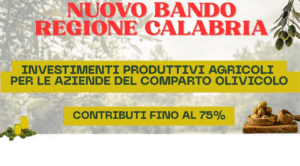 Grafica promozionale del bando Regione Calabria 2025 per investimenti produttivi nel comparto olivicolo, con contributi a fondo perduto fino al 75%. L'immagine mostra olive, olio extravergine
